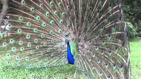 Peacock flying peacock bird walking videos nature sounds animal 2 best youtubers wild birds bird watching the voice. Peacock opening his feathers. - YouTube