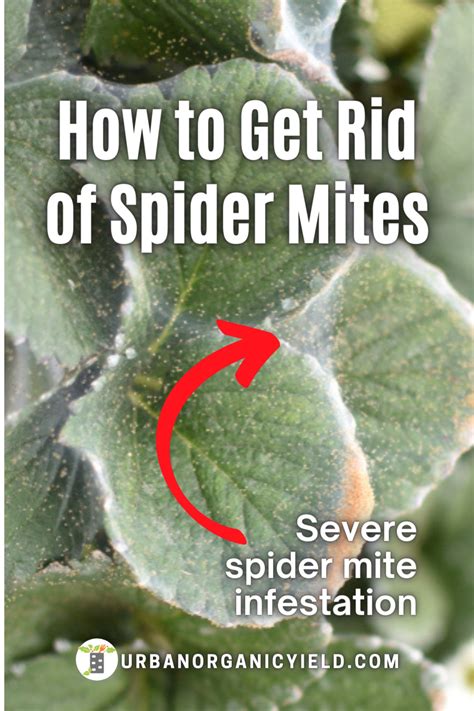 If You Find Pests Insects Or Bugs On Your Indoor House Plants It S