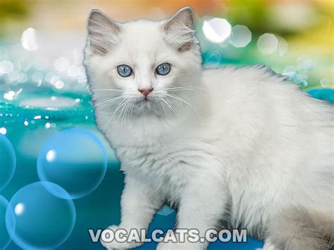White Ragdoll Cat Complete Guide Vocal Cats