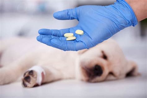 Can I Give My Dog Aspirin Is Aspirin Safe For Dogs Puppyfaqs