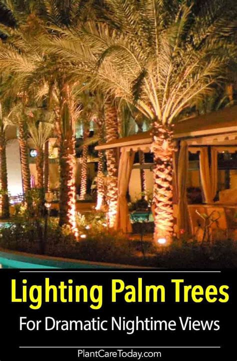 Lighting A Palm Tree Can Dramatically Change The Landscape Learn How