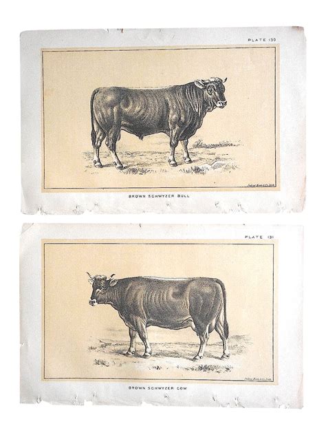 Antique Bull And Cow Lithographs A Pair Lithograph Bull Cow Prints