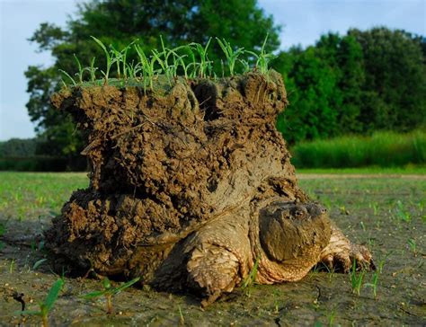 A Snapping Turtle Just After Emerging From Hibernating Buried In The