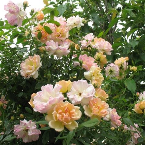 Rose Phyllis Bide Rambling Rose Climbing Roses Roses Garden Plants
