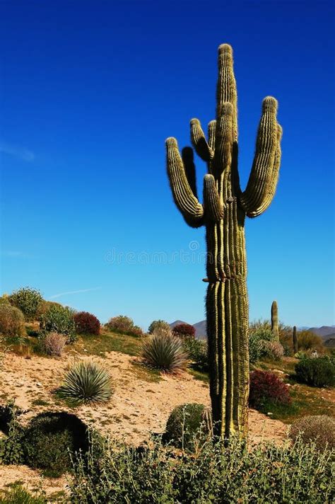 Desert Cactus Stock Photo Image Of Southwestern Cactus 4533290
