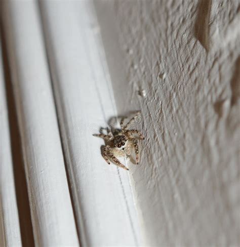 A Cute Baby Bold Jumping Spider Crawling On A White Wall Stock Image