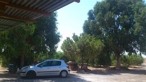 Cuando uno llega a la finca el pino se encuentra una puerta siempre abierta; junto a los eucaliptos y el pino! | El eucalipto ...