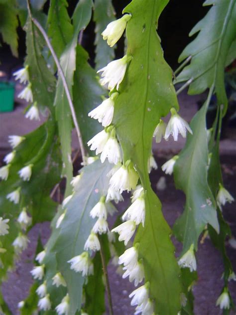 Green cacti in a flower pot with pink flowering. Lepismium houlletianum (Snowdrop Cactus) | Flowering ...