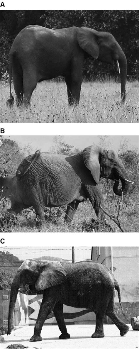 The External Morphology Of The African Elephant Loxodonta A The