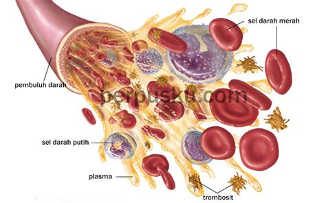 Area di sekitar zona inti tipis dan cair dan disebut plasmosol. Bagian-bagian Darah (Plasma, Sel Darah Merah, Sel Darah Putih)