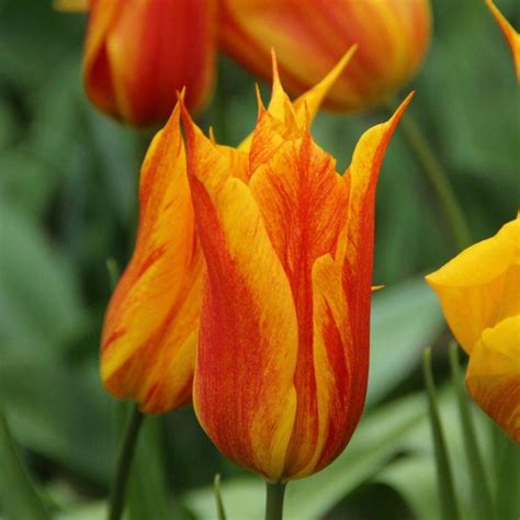 Tulipa Vendee Globe Buy Plants At Coolplants