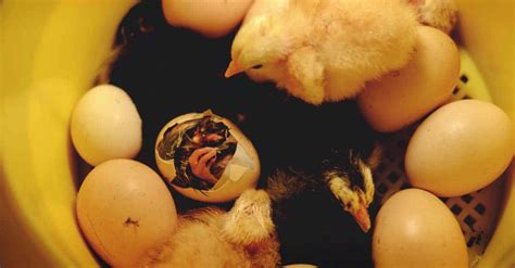 Should You Help A Chick Hatch From Its Egg And How To Do It