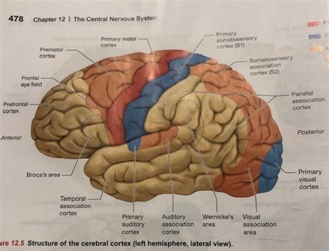 It consists of the brain, spinal cord and the retinas of the eyes. Central Nervous System Diagram Worksheet - Nervous System ...