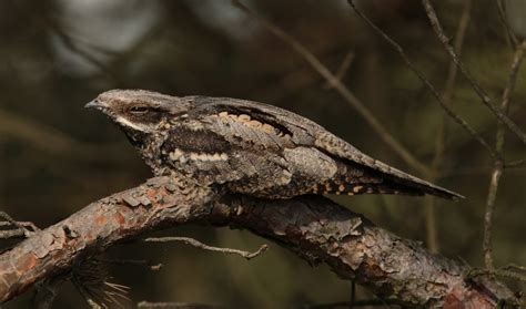 Trockene, wärmebegünstigte landschaften wie heiden. Ziegenmelker Foto & Bild | tiere, wildlife, wild lebende ...