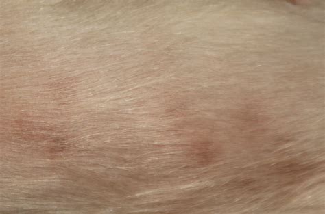 My Dogs Has Small Black Raised Spots Under The Hair On Her