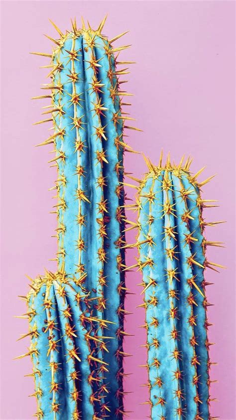 Download Blue Cactus On Pink Wallpaper