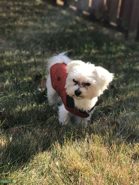 Handsome Maltese Boy Looking For An Adorbale Girl Stud Dog In