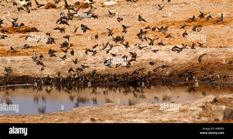 A Huge Flock Of Birds Doves And Sand Grouse Fly In To Drink At A Water