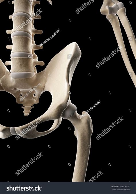 Medical Illustration Skeletal Hip Stock Illustration 158326451