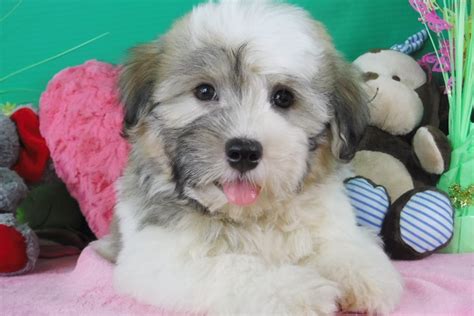 | catch responsive by catch themes. Havanese Puppies for Sale - FL | Royal Flush Havanese