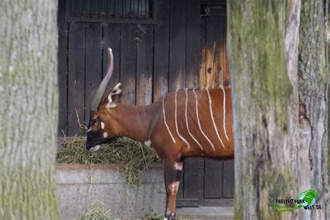 Östlicher Bongo Allwetterzoo Münster Freizeitpark Weltde