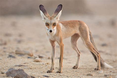 Red Fox Size Wildlife Online