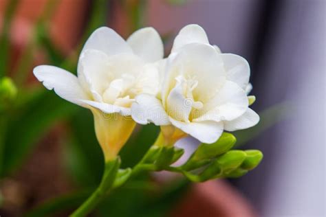White Freesia Flowering Plants In Spring Natural Light Stock Photo