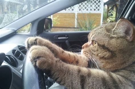 Cat Driving A Car Cats Know Your Meme