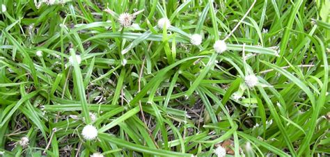 Content updated daily for best grass for florida. Florida lawn weeds control