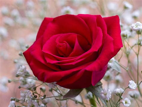 Free Download Flowers For Flower Lovers Red Rose Desktop Hd Wallpapers