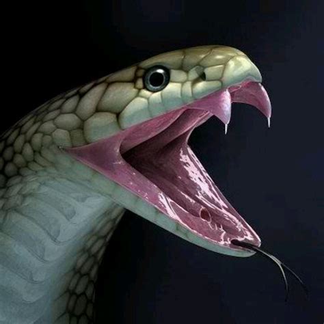 King Cobra Poisonous Snakes King Cobra Snake Snake