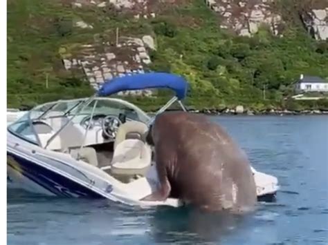 Watch Wally The Walrus Is Making His Way Around Boats And The Internet