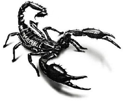 10 Escorpion Dibujo Animado Ayayhome