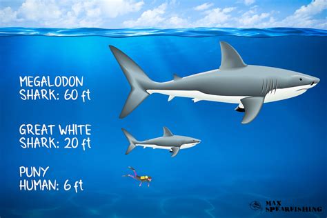 The Megalodon The Largest Shark That Ever Existed Max Spearfishing
