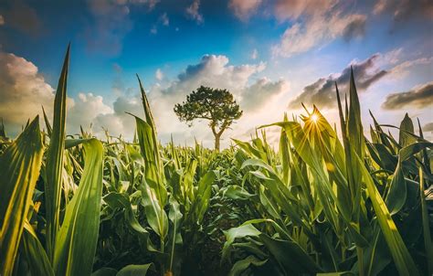 Wallpaper Greens Field The Sky The Sun Clouds Tree Corn Images