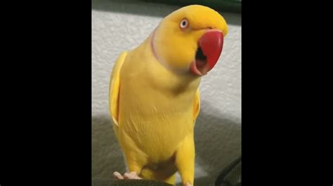 Parrots Youtube