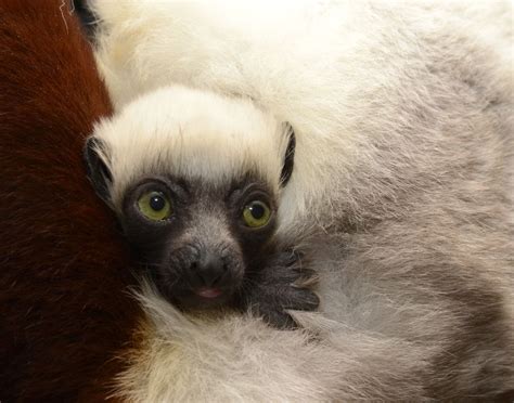 Meet Duke Lemur Centers Sifaka Babies Zooborns