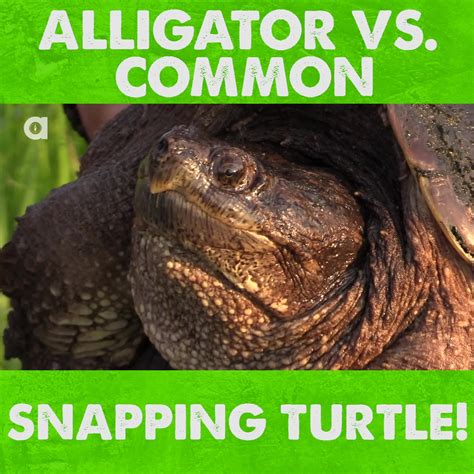 Alligator Vs Common Snapping Turtle In This Episode Coyote