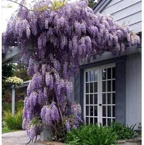 Spectacular Blue Moon Wisteria Tree Plant 8 11 Tall Potted Plant Fragrant Flowers