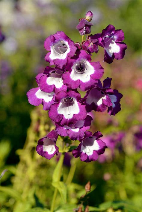 Capsicum 'purple flash' also has purple flowers and round black fruits. 25 Purple Flower Ideas for Your Garden, Pots and Planters
