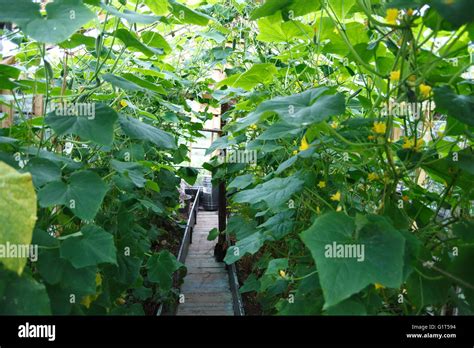 Growing Of Cucumber In Greenhouse Stock Photo Alamy