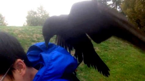 Terrified Cyclist Catches Crow Attack On Video Ctv News