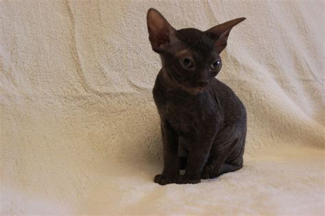 It can be incredibly fulfilling to adopt a cat from an animal shelter and offer them a second chance in life. Lovely Don Sphynx Kittens for Sale | Romford, Essex ...