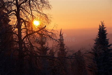Winter Morning Stock Photo Image Of Clear Scenery Branches 7339796