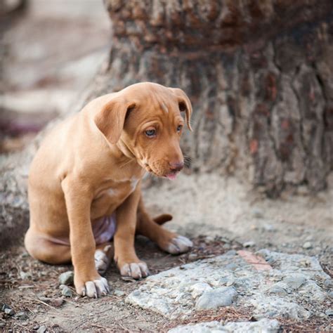 Unfortunately, one of the most common initial signs of hemangiosarcoma involves sudden collapse due to massive internal bleeding, usually from a ruptured spleen. What Does Pancreatitis Do to Dogs?