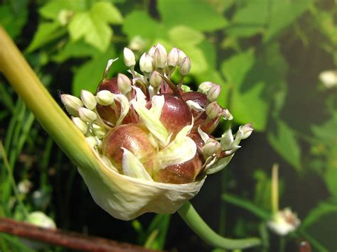 Was man regelmäßig zu hause erledigen sollte. 29 Best Images Wann Pflanze Ich Knoblauch / Knoblauch ...