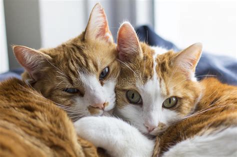 Two Cute Cats Cuddling Stock Photo Image 73091181