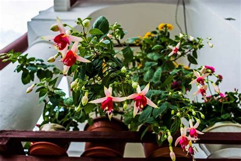 How To Grow And Care For Fuchsia Flowers Gardeners Path