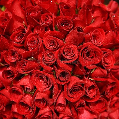 Red Rose Bundle Royalty Free Stock Photo Image 16671725