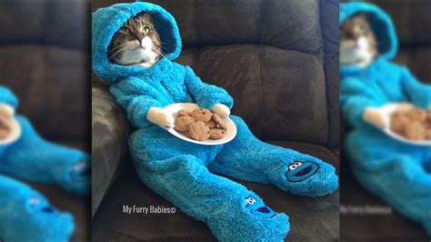Us Embassy In Australia Apologizes For Cookie Monster Cat Meeting